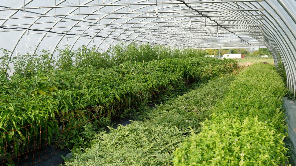 Une serre productive à la Ferme des Plaines