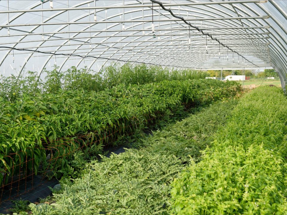 Une serre productive à la Ferme des Plaines