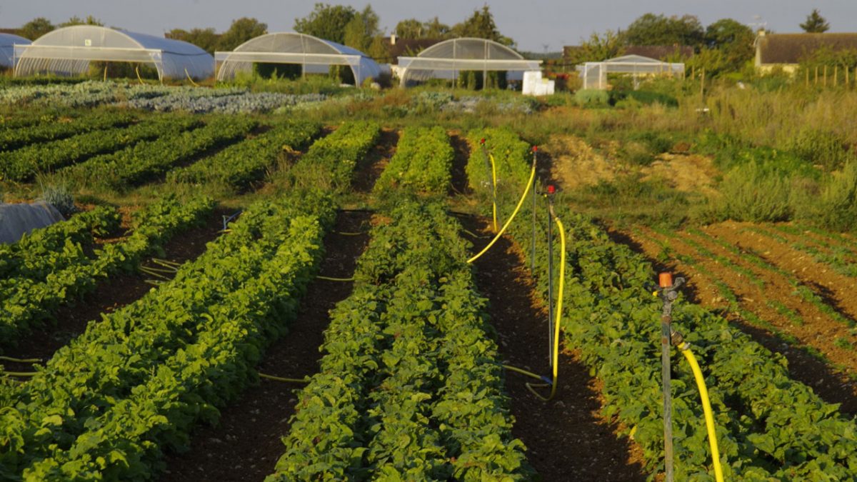 La Ferme des Plaines les champs