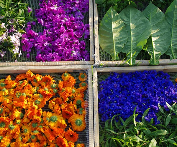 Culture et transformation des plantes Aromatiques et medicinales